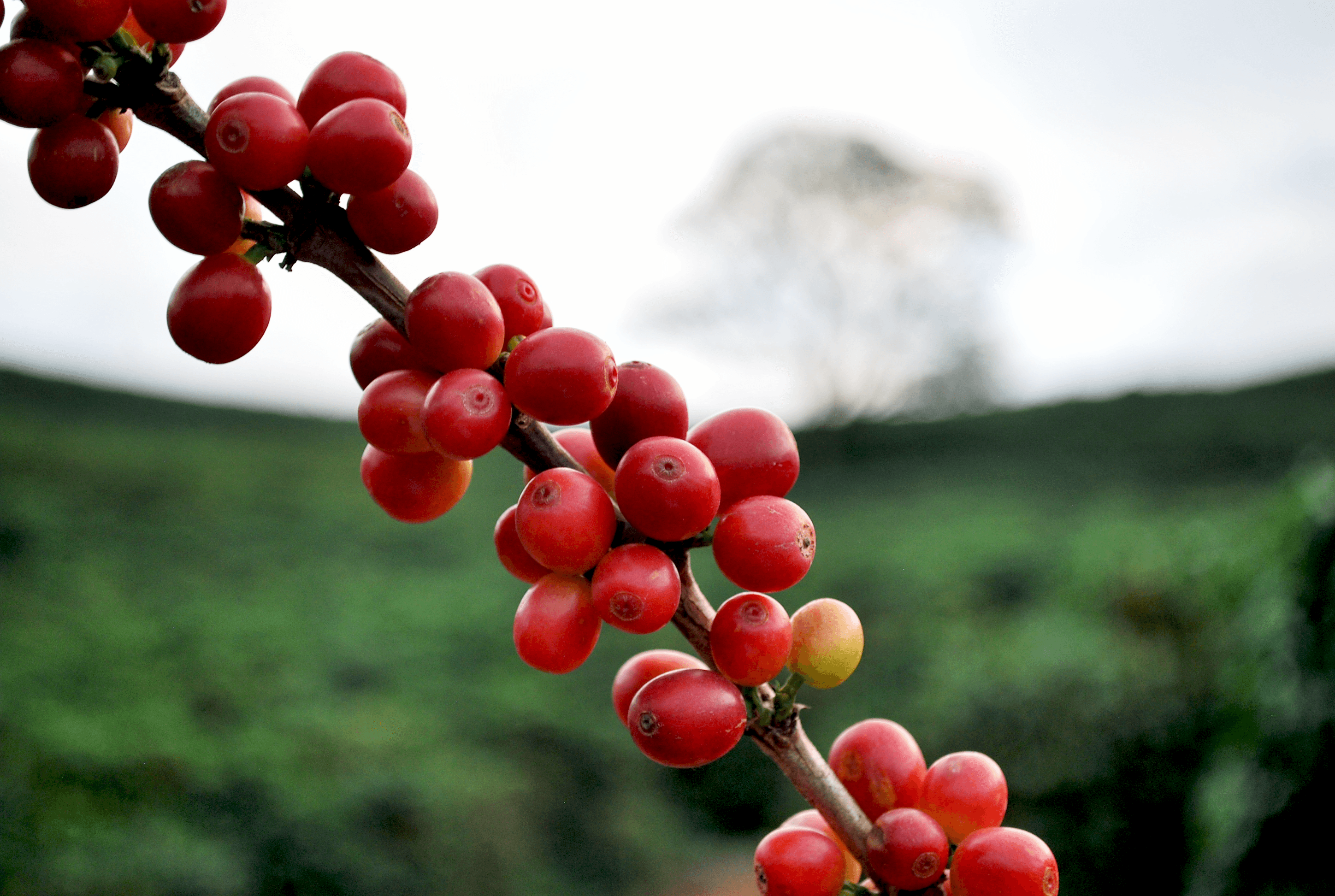 galho de café cereja com paisagem ao fundo.